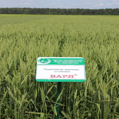 Пшеница озимая ВАРЯ®
