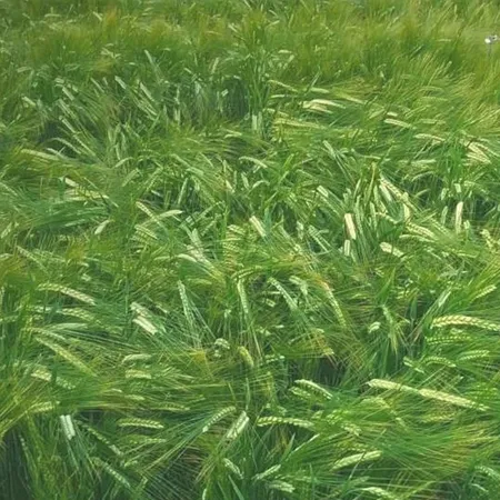 Ячмень яровой ВЕНЕД®