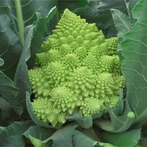 Капуста цветная ВЕРОНИКА