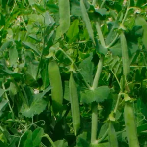 Горох овощной ВИЛЛЕ