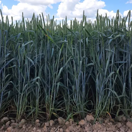 Пшеница озимая ВИЛОРА®