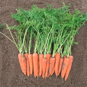 Морковь столовая ВИТА ЛОНГА