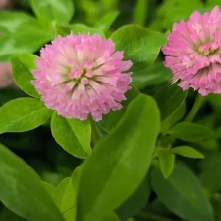 Клевер луговой ВИТЕБЧАНИН