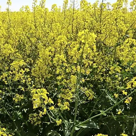 Рапс озимый ВИТЕНЬ®