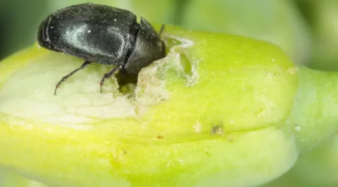 Защита озимого рапса от фитофагов в период весенней вегетации