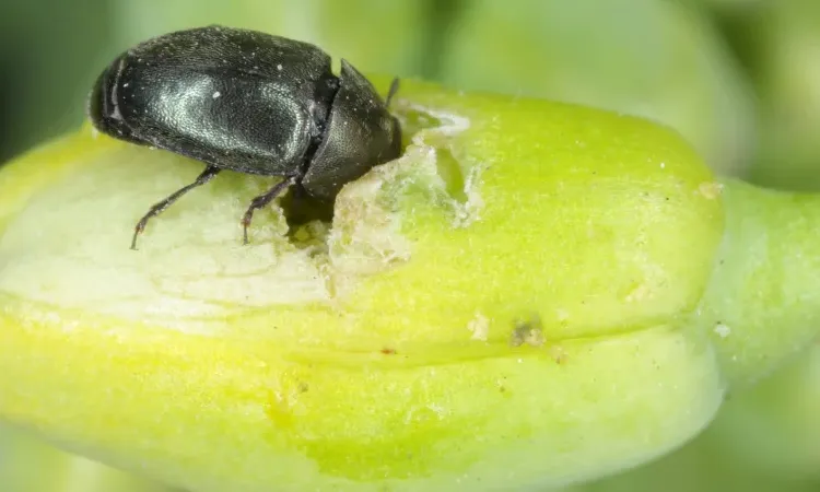 Рапсовый цветоед на рапсе
