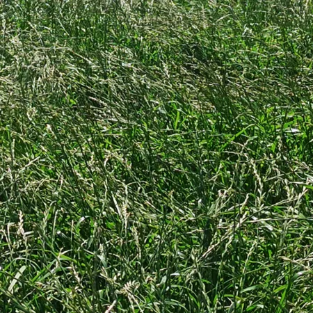 РАЙГРАС ГИБРИДНЫЙ ВЫБОР