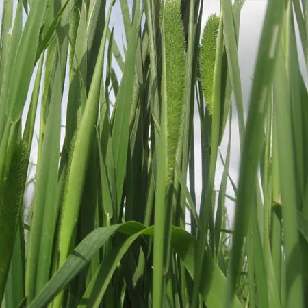 Тимофеевка луговая ЗАБАВА