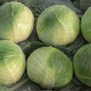 Капуста белокочанная ЗАКАПА