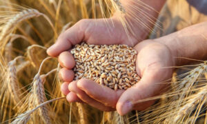 Запрет на экспорт зерна из Беларуси 2021