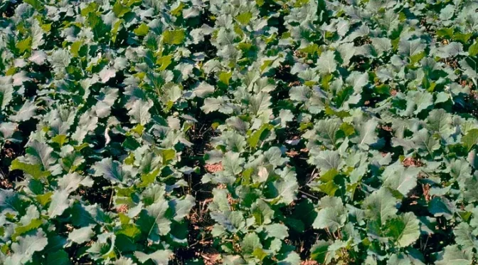 Защита ярового рапса от сорных растений