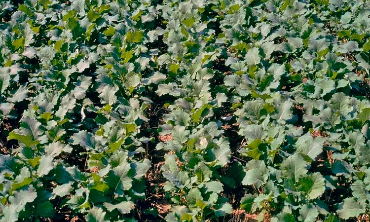 Защита рапса от сорняков