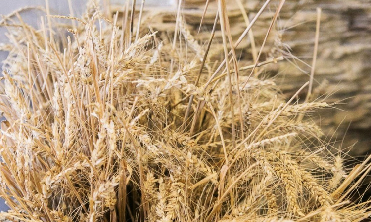 Засуха в Европе грозит глобальным дефицитом зерна