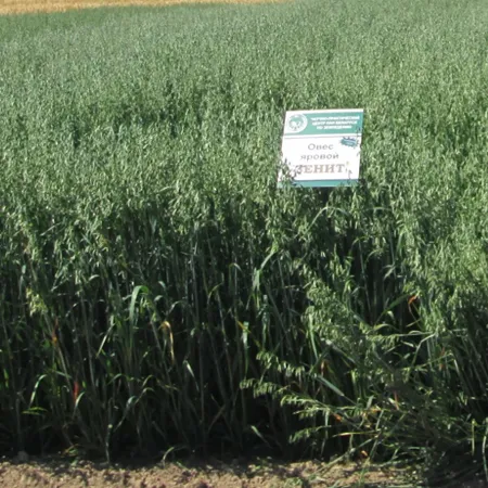 Овес яровой ЗЕНИТ®