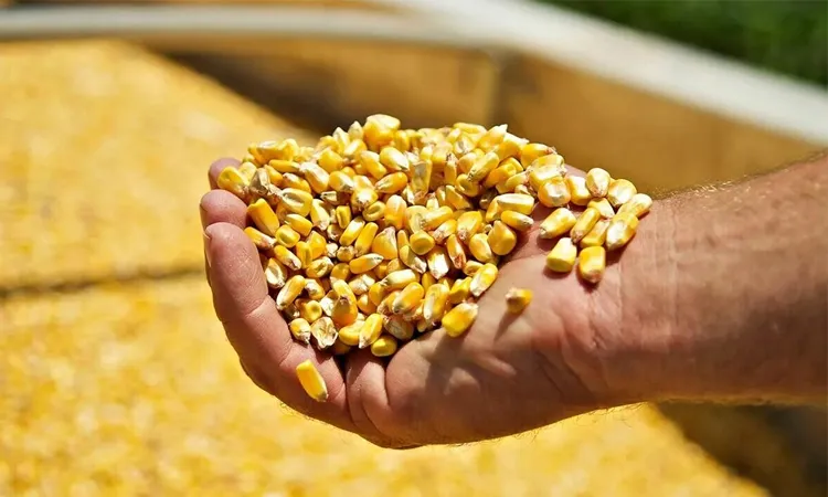 Зерно кукурузы в руке