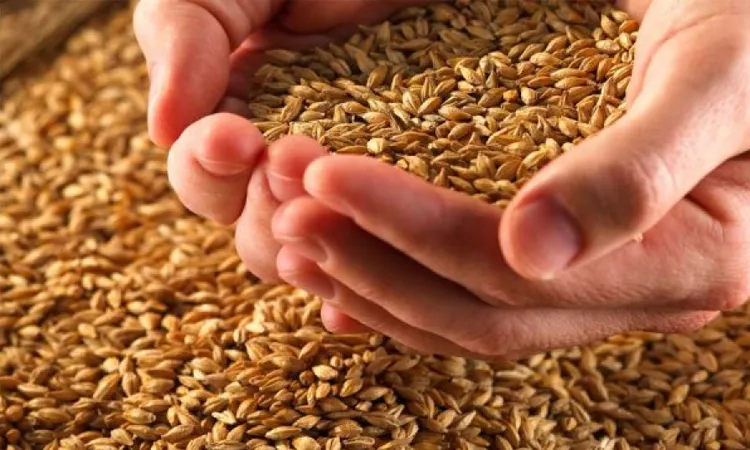 Зерно в руках