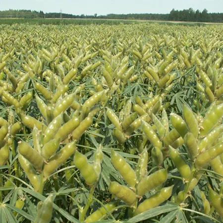 Люпин узколистный ЖАКЕЙ®