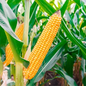 Кукуруза Жаклин