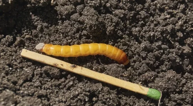 Обработка семян яровых зерновых культур от личинок жуков-щелкунов