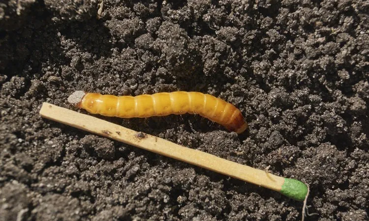 Личинок жука-щелкуна фото