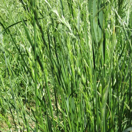 ОВСЯНИЦА ТРОСТНИКОВАЯ ЖИТНИЦА