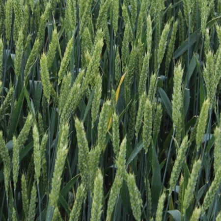 Пшеница мягкая яровая ЗНАМЯ®