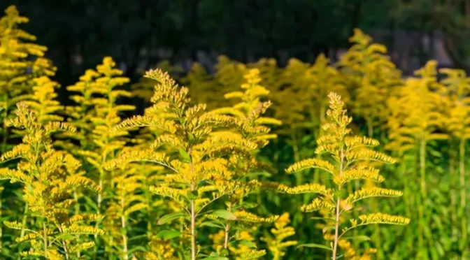 Золотарник канадский (Solidago Canadensis L.)