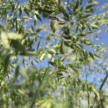 ОВСЯНИЦА ЛУГОВАЯ ЗОРКА