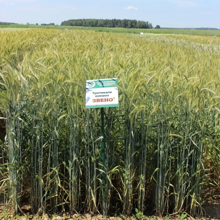 Тритикале озимая ЗВЕНО®